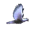 Dovefly2.gif (39376 bytes)