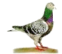 pigeonsml.gif (3293 bytes)
