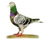 pigeonsmr.gif (2835 bytes)